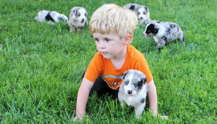 A little boy crawling on the grass with an Australian Shepherd pup.