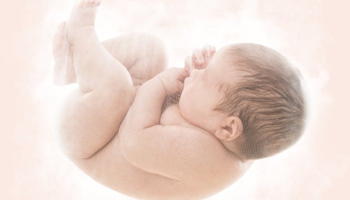 A model of a full-term baby in the womb with fuzzy pink background.