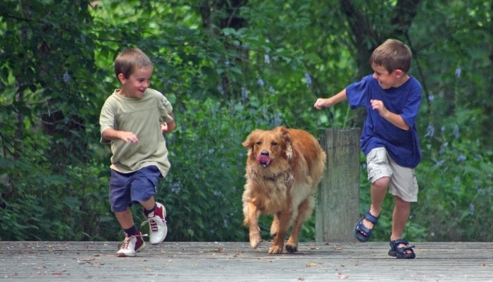 Two young boys racing alongside their golden retriever in a woodland setting.