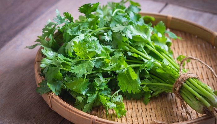 A bunch of fresh cilantro sitting in a low-sided basket.
